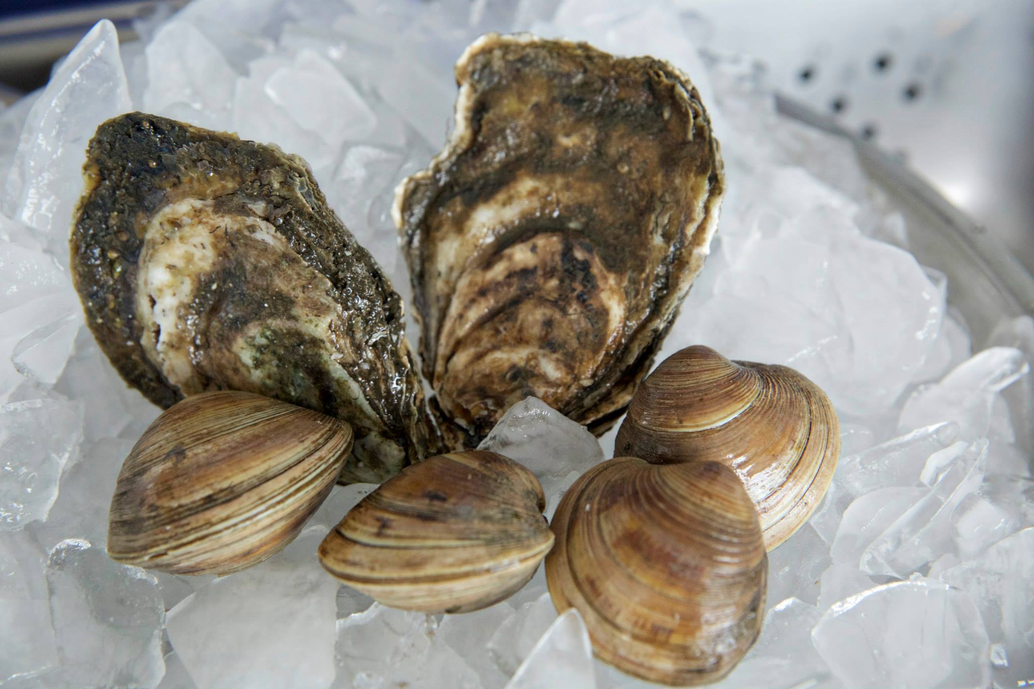 What are the Wilmingtonarea stops on the Trail? NC Oyster Trail