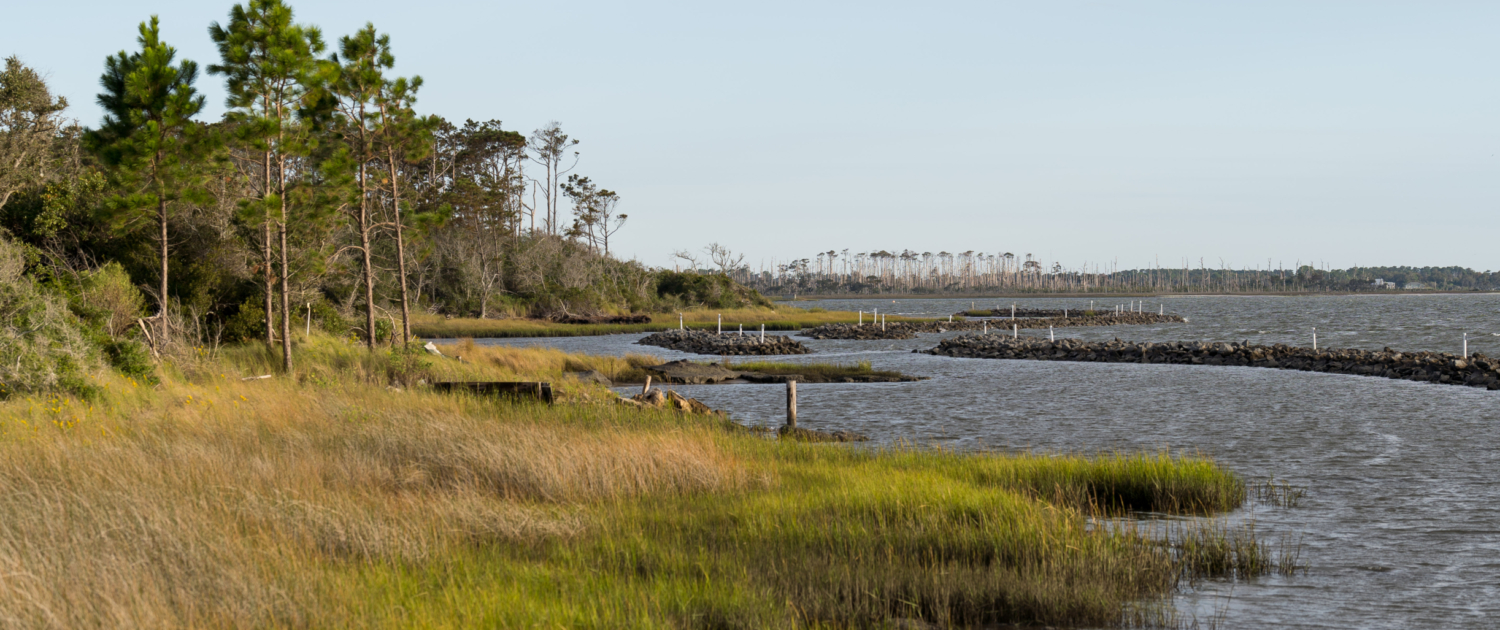 Oyster_Lifecycle_for_North_Carolina_Sea_Grant_20241009_by_Justin_Kase_Conder_0126